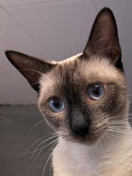 Marc - zutraulicher, aktiver Siam-Mix-Kater