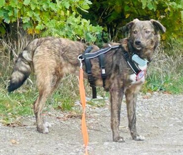 Leonie sucht ihr für immer zu Hause