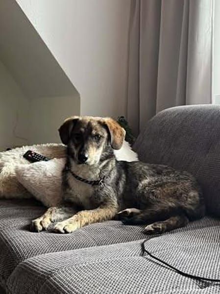 Leonie sucht ihr für immer zu Hause