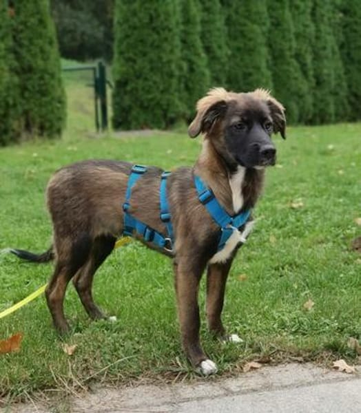 junger hübscher lieber Goofy auf PS in 92348 Berg