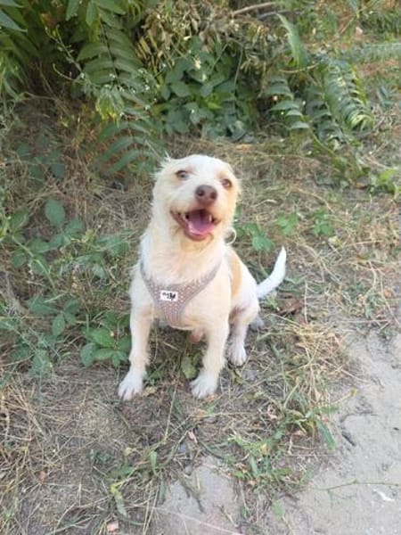 Gero sucht ein Zuhause