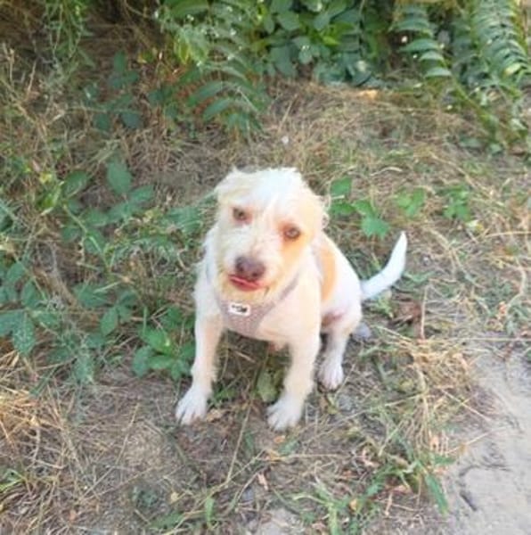 Gero sucht ein Zuhause