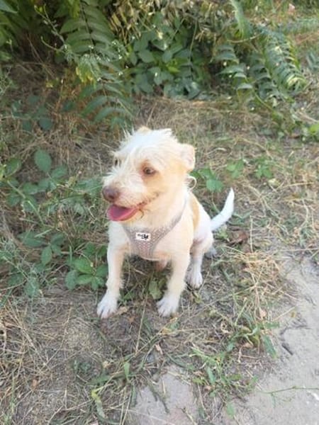 Gero sucht ein Zuhause
