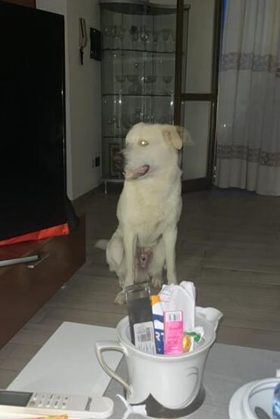 Rayen  sucht liebes Für-immer-Zuhause