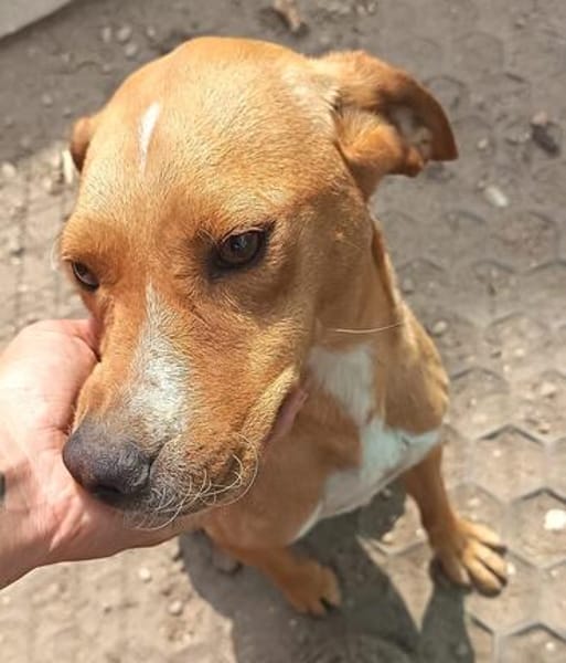 Selbi  ein lieber Hund sucht Menschen auf Pflegesstelle