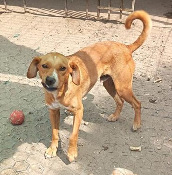 Selbi  ein lieber Hund sucht Menschen auf Pflegesstelle