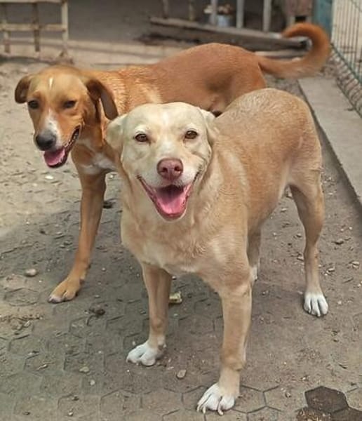 Selbi  ein lieber Hund sucht Menschen auf Pflegesstelle