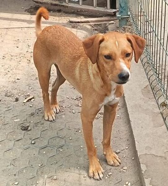 Selbi  ein lieber Hund sucht Menschen auf Pflegesstelle