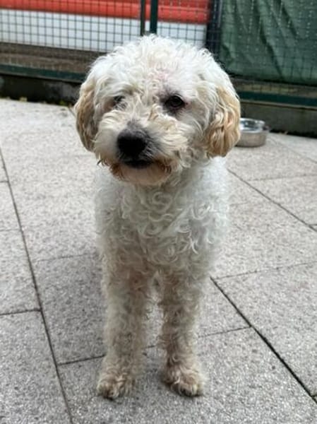 MOGLI-hübscher, liebenswerter Hunde-Senior, 45 cm