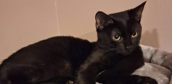 BAGHEERA