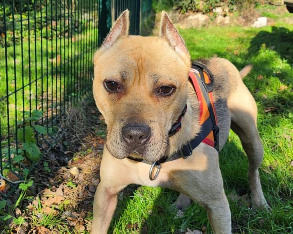 TROTTY QCN