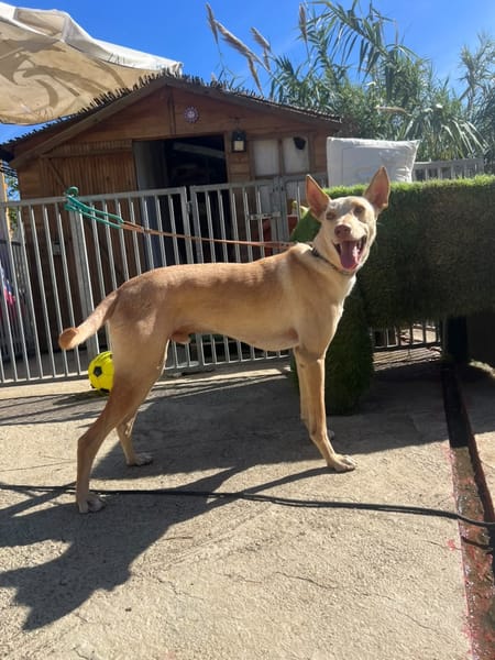 BENITO (Los Reyes)