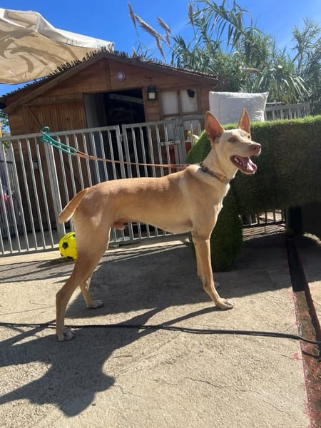 BENITO (Los Reyes)