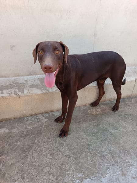 PIXEL (MARTINA)