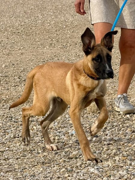 ZIGGY (Maria)