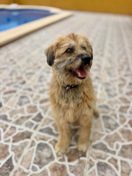 OLLIE (Maria)