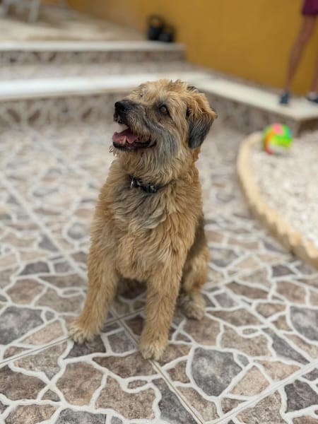 OLLIE (Maria)