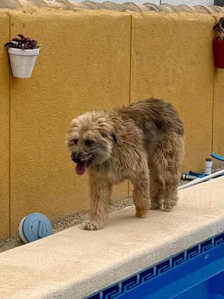 OLLIE (Maria)