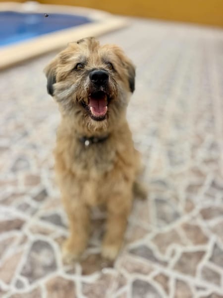 OLLIE (Maria)