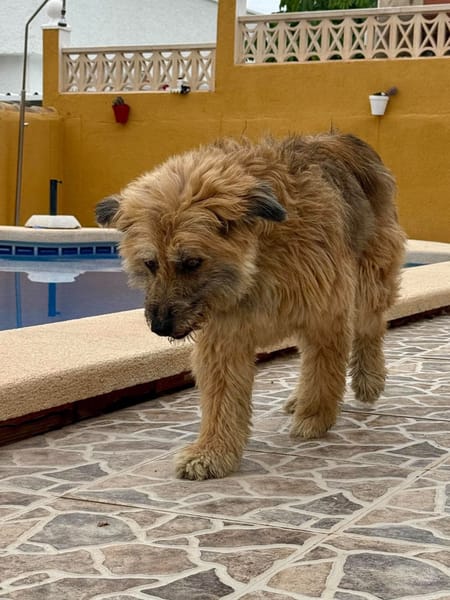 OLLIE (Maria)