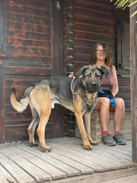 MOOSE (Maria)