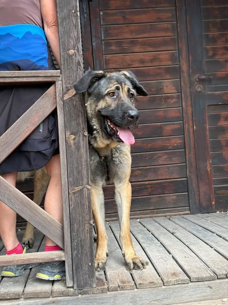 MOOSE (Maria)