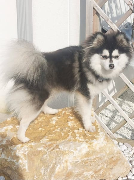 Les Pomsky de Naoned