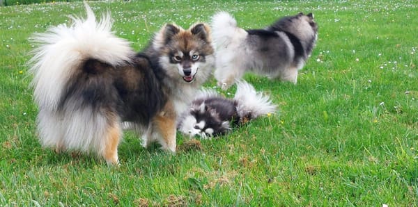 Les Pomsky de Naoned