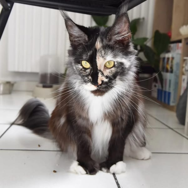 Chatterie Epic Claws