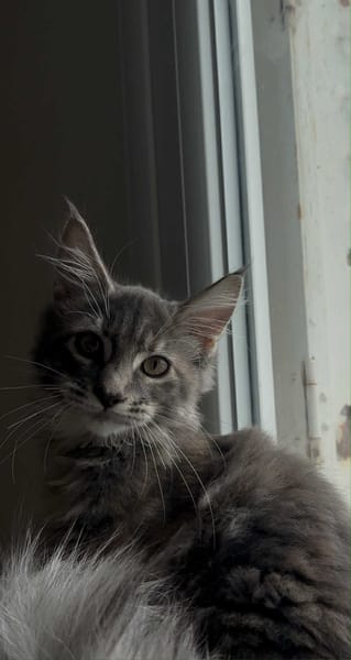 La Chatterie Des Daifuku Coon