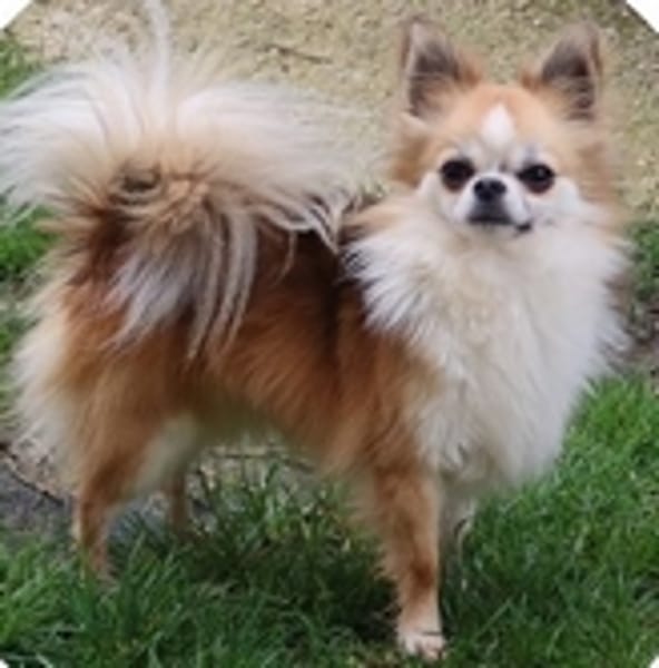 Elevage du Doux Mystère