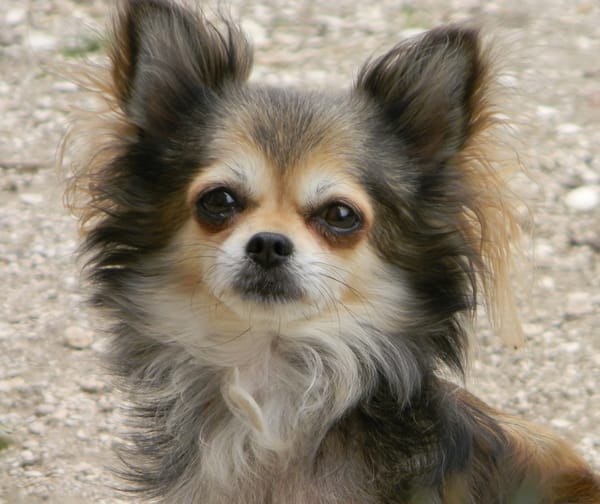 Elevage du Doux Mystère