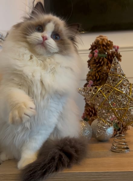 Les Ragdolls du Jardin de Gaia