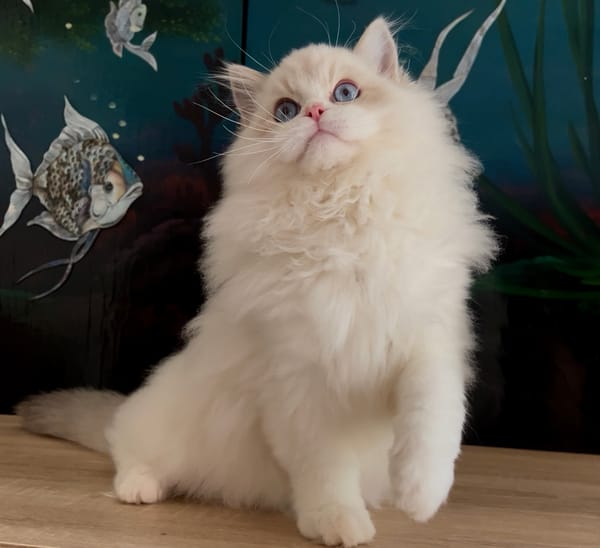 Les Ragdolls du Jardin de Gaia