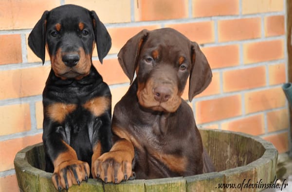 Dobermann of devil inside