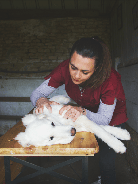Dr Solène Duvergé ostéopathie vétérinaire