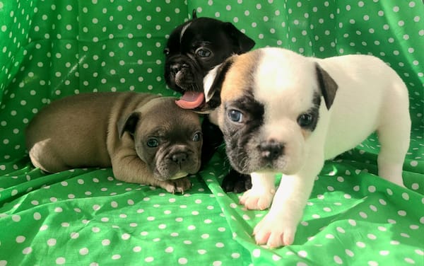 Domaine des Roses d'HIPPOLYTE