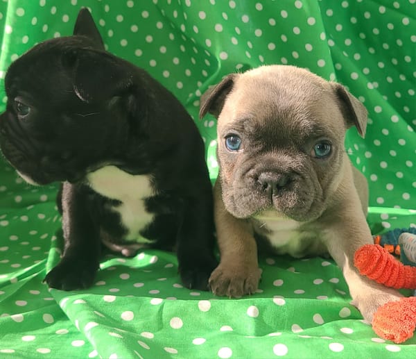 Domaine des Roses d'HIPPOLYTE