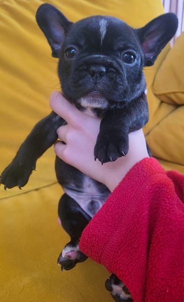 Domaine des Roses d'HIPPOLYTE