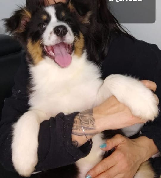 DOMAINE DE ALMEIDA AMOR ETERNO