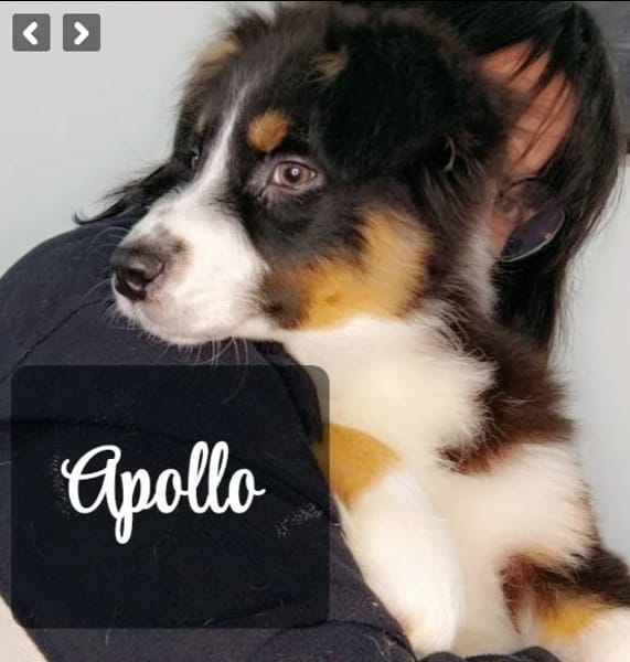 DOMAINE DE ALMEIDA AMOR ETERNO