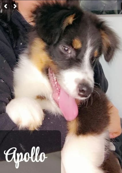 DOMAINE DE ALMEIDA AMOR ETERNO