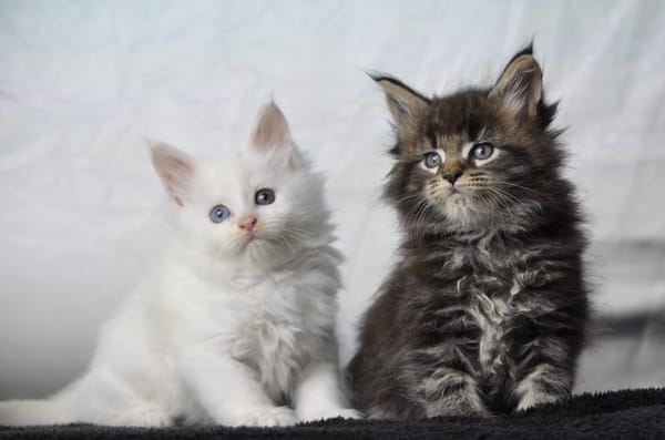 Maine Coon Devil inside