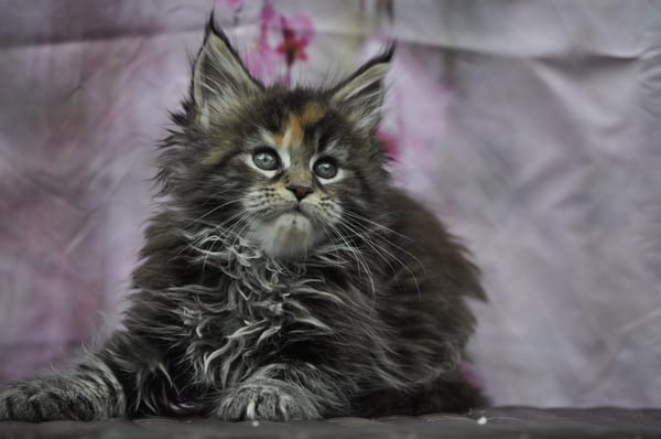Maine Coon Devil inside