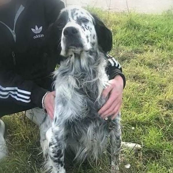 Artù — Setter Inglese