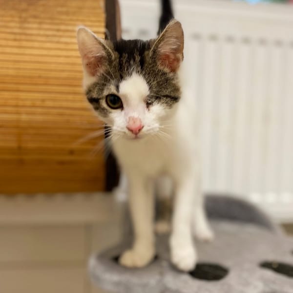 Konwalia — Europejski Krótkowłosy