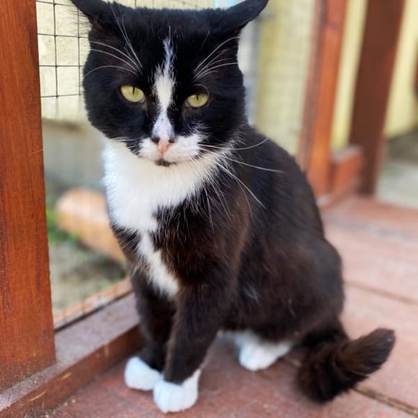 Bandzior — Europejski Krótkowłosy