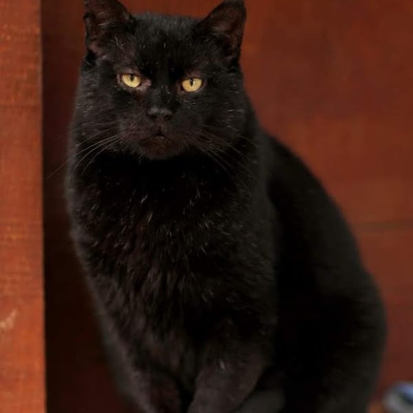 Lord/Lidl — Unknown