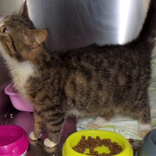 KATARZYNKA — Europejski Krótkowłosy