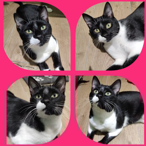 Zarpitas — Unknown